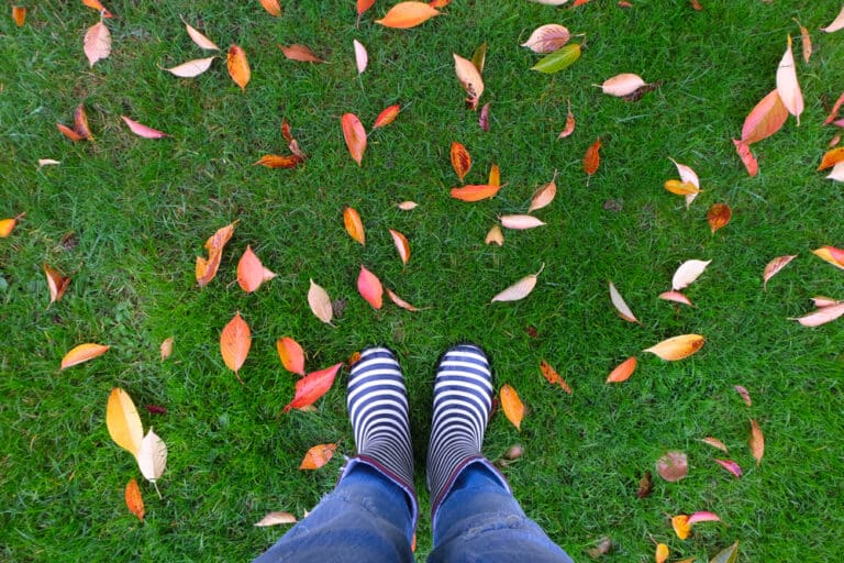 How To Stop Neighbor’s Leaves From Blowing In Your Yard (4 Ways)